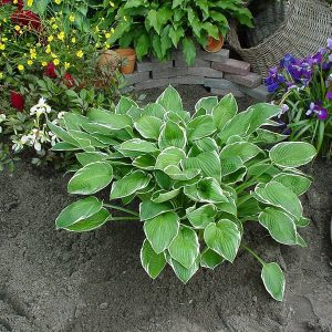 Hosta Carol