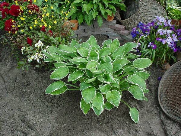 Hosta Carol