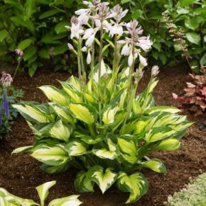 Hosta Colored Hulk