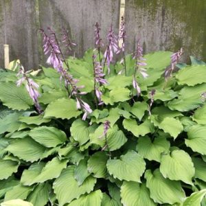 Hosta Elisabeth