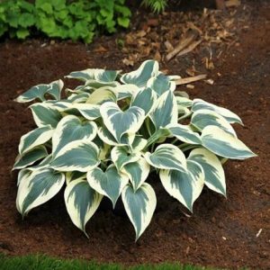 Hosta Firn Line