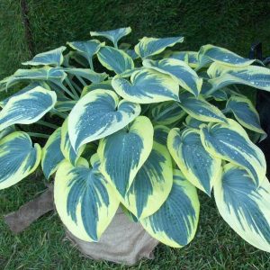 Hosta First Frost