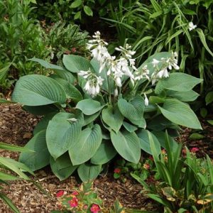Hosta Fragrant Blue