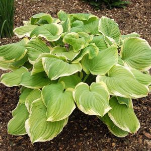 Hosta Fragrant Bouquet