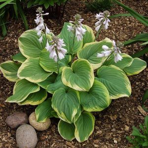 Hosta Fragrant Dream