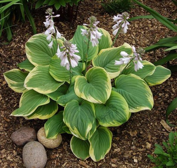 Hosta Fragrant Dream