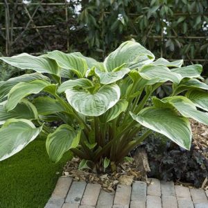 Hosta Fragrant Fire