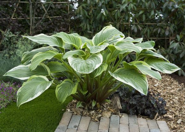 Hosta Fragrant Fire