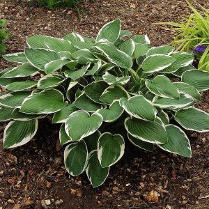 Hosta Francee