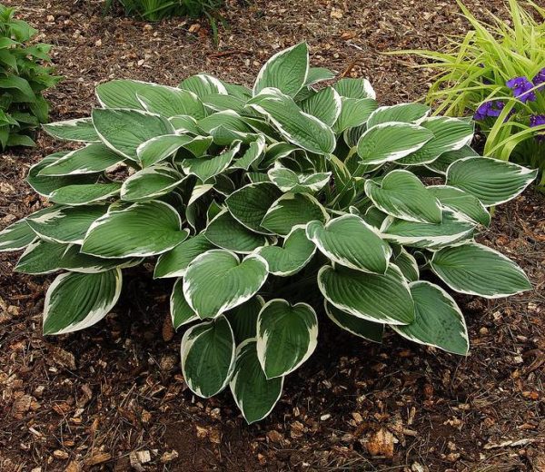 Hosta Francee