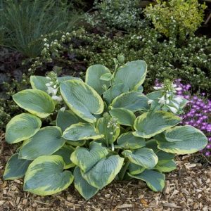 Hosta Frances Williams