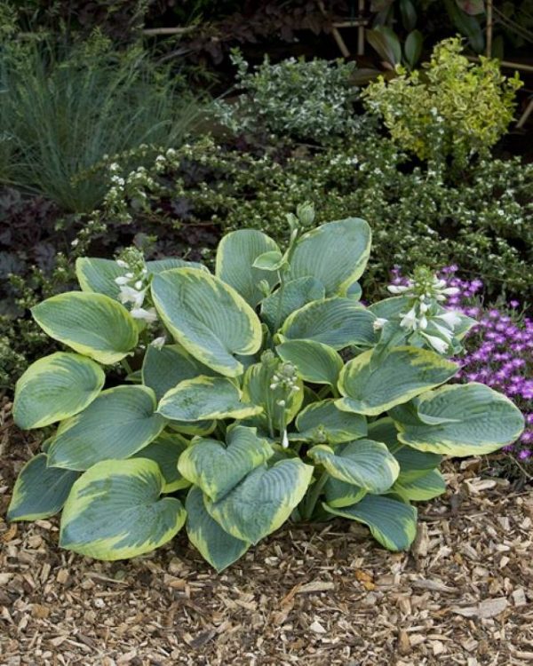 Hosta Frances Williams
