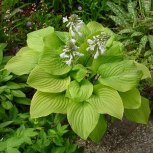 Hosta Fried Bananas