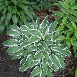 Hosta Gingo Craig
