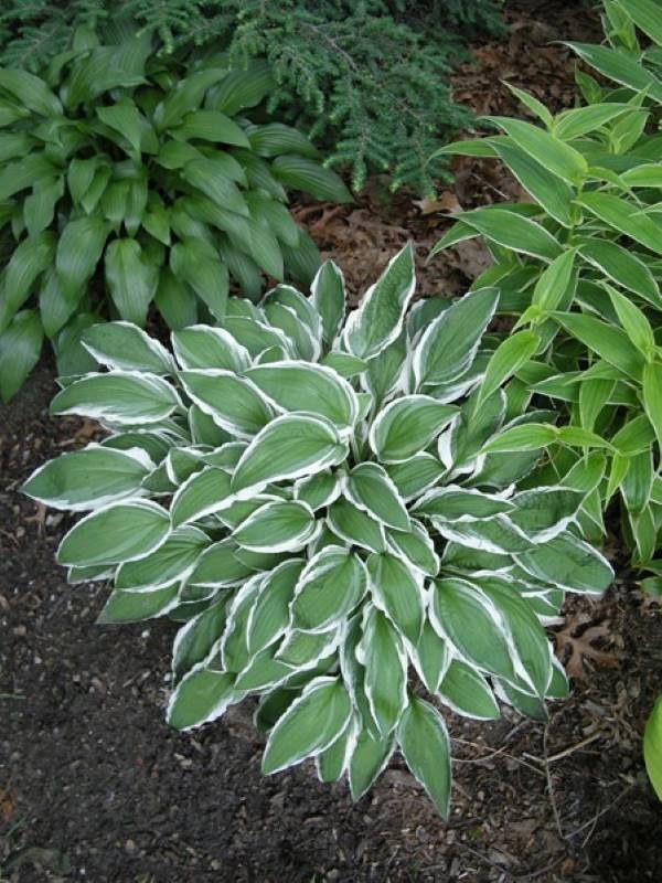 Hosta Gingo Craig