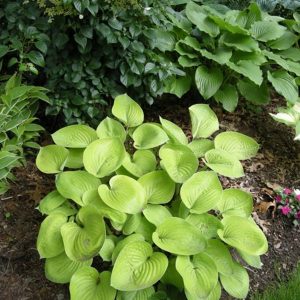 Hosta Glad Tidings
