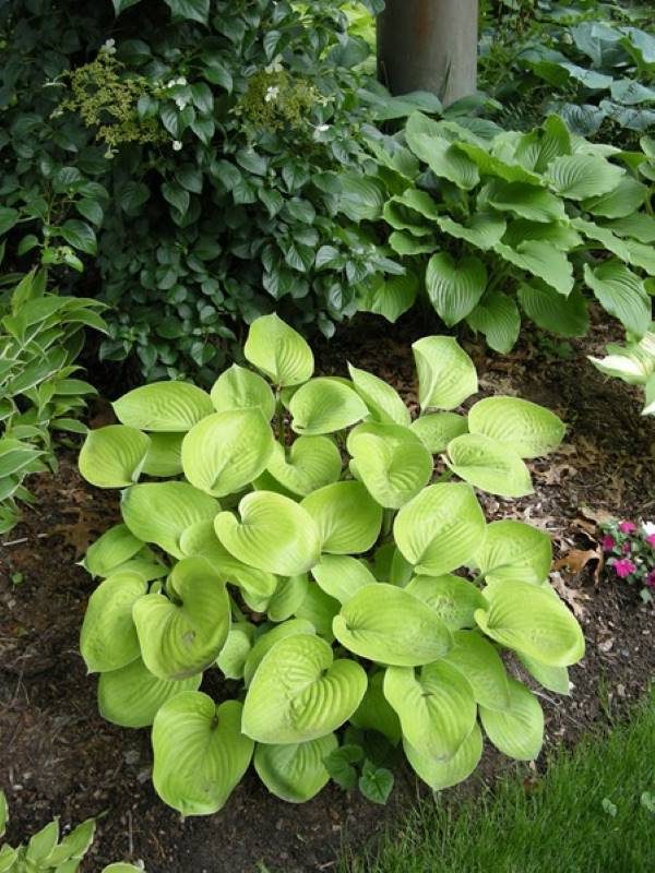 Hosta Glad Tidings