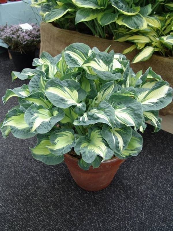 Hosta Golden Meadows