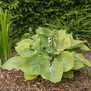 Hosta Golden Medallion
