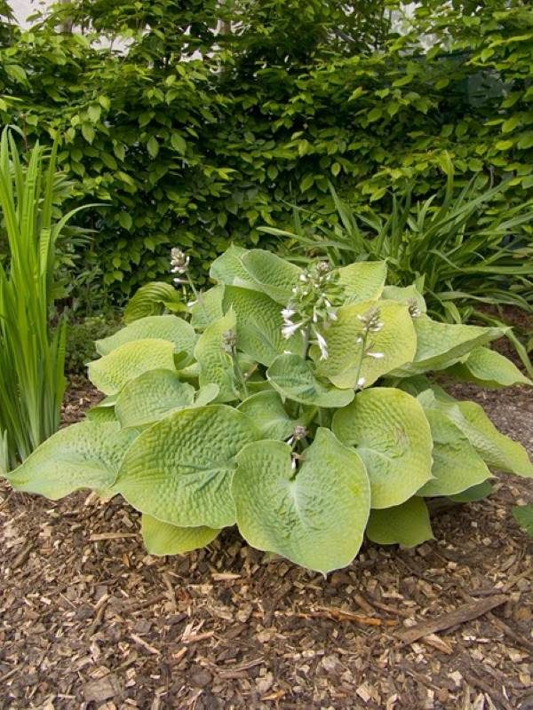 Hosta Golden Medallion