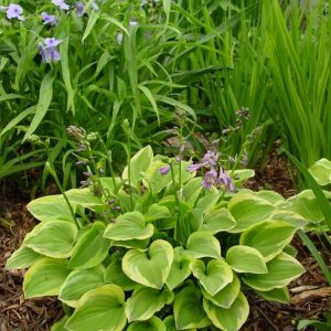 Hosta Golden Tiara