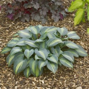 Hosta Grand Marquee®