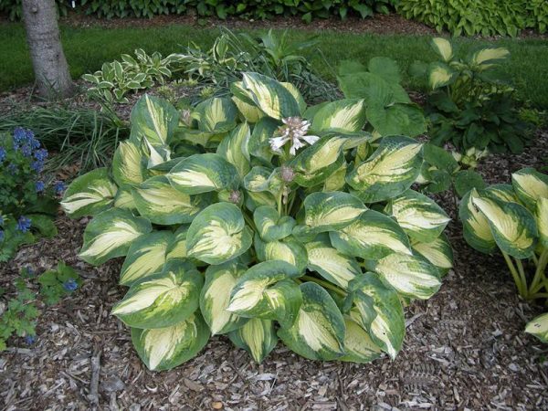 Hosta Great Expectations