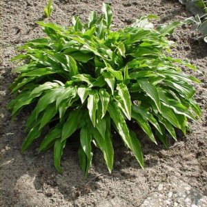 Hosta Green Bag
