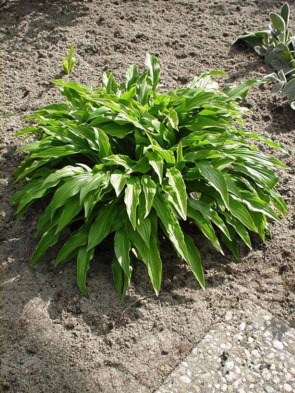 Hosta Green Bag