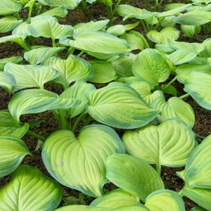 Hosta Guacemole