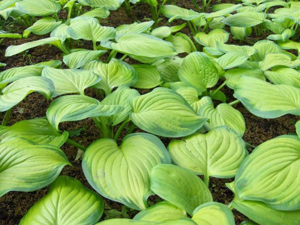 Hosta Guacemole