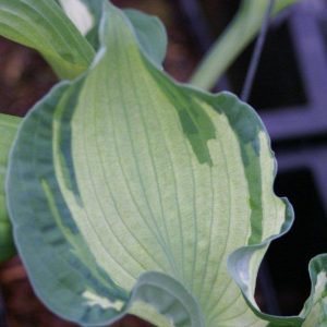 Hosta Guardian Angel