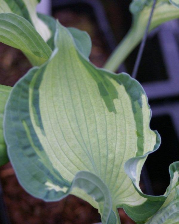 Hosta Guardian Angel