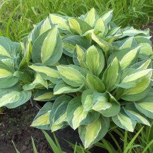 Hosta Gypsy Rose