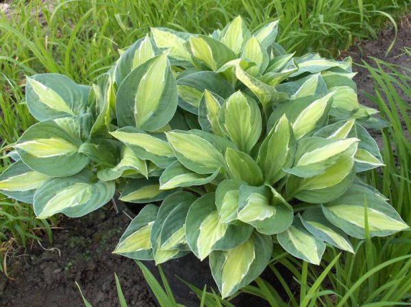 Hosta Gypsy Rose