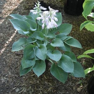 Hosta Hadspen Blue
