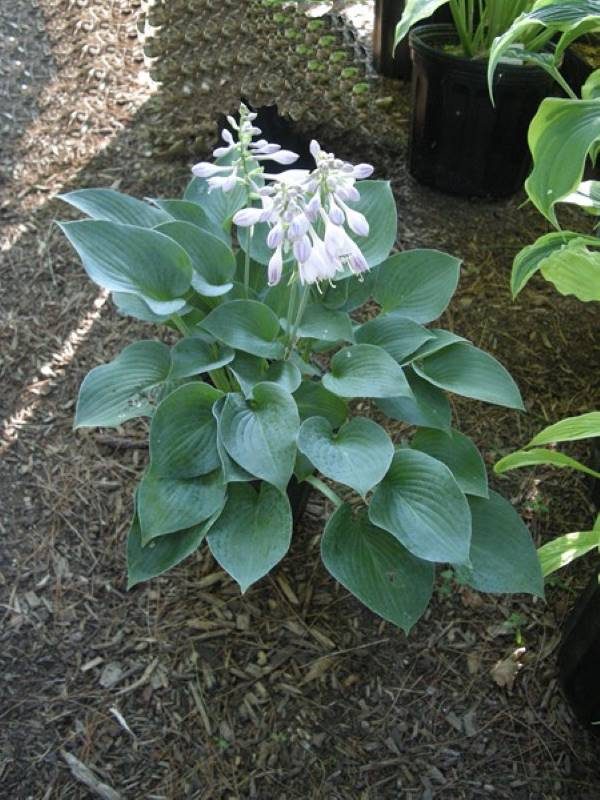 Hosta Hadspen Blue