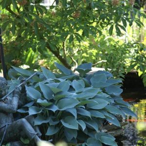 Hosta Halcyon