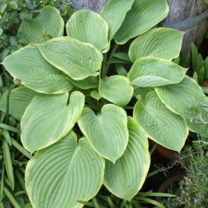 Hosta His Honor