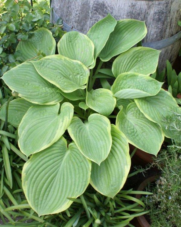 Hosta His Honor