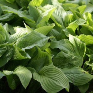 Hosta Honey Bells
