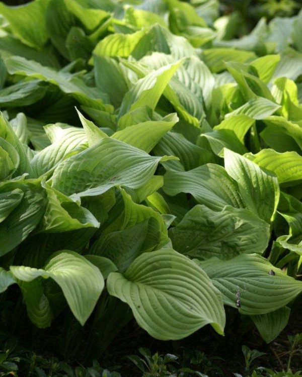 Hosta Honey Bells