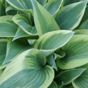 Hosta Independence