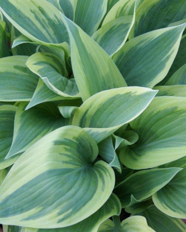 Hosta Independence
