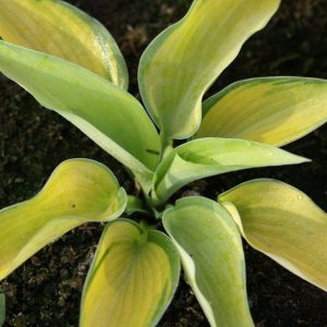 Hosta Inneswood