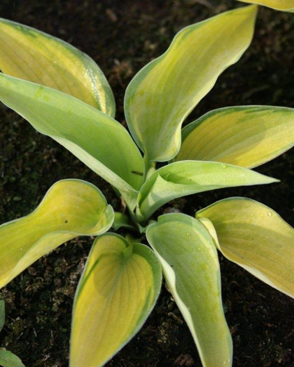 Hosta Inneswood