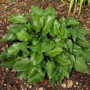 Hosta Invincible