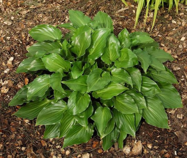 Hosta Invincible
