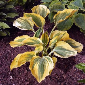 Hosta Ivory Coast