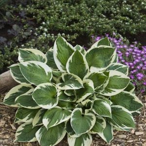 Hosta Karin